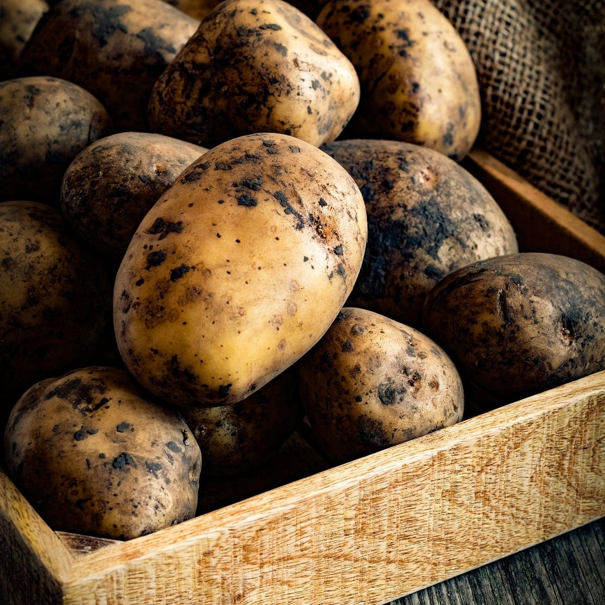 HYDROLYZED POTATO PROTEIN