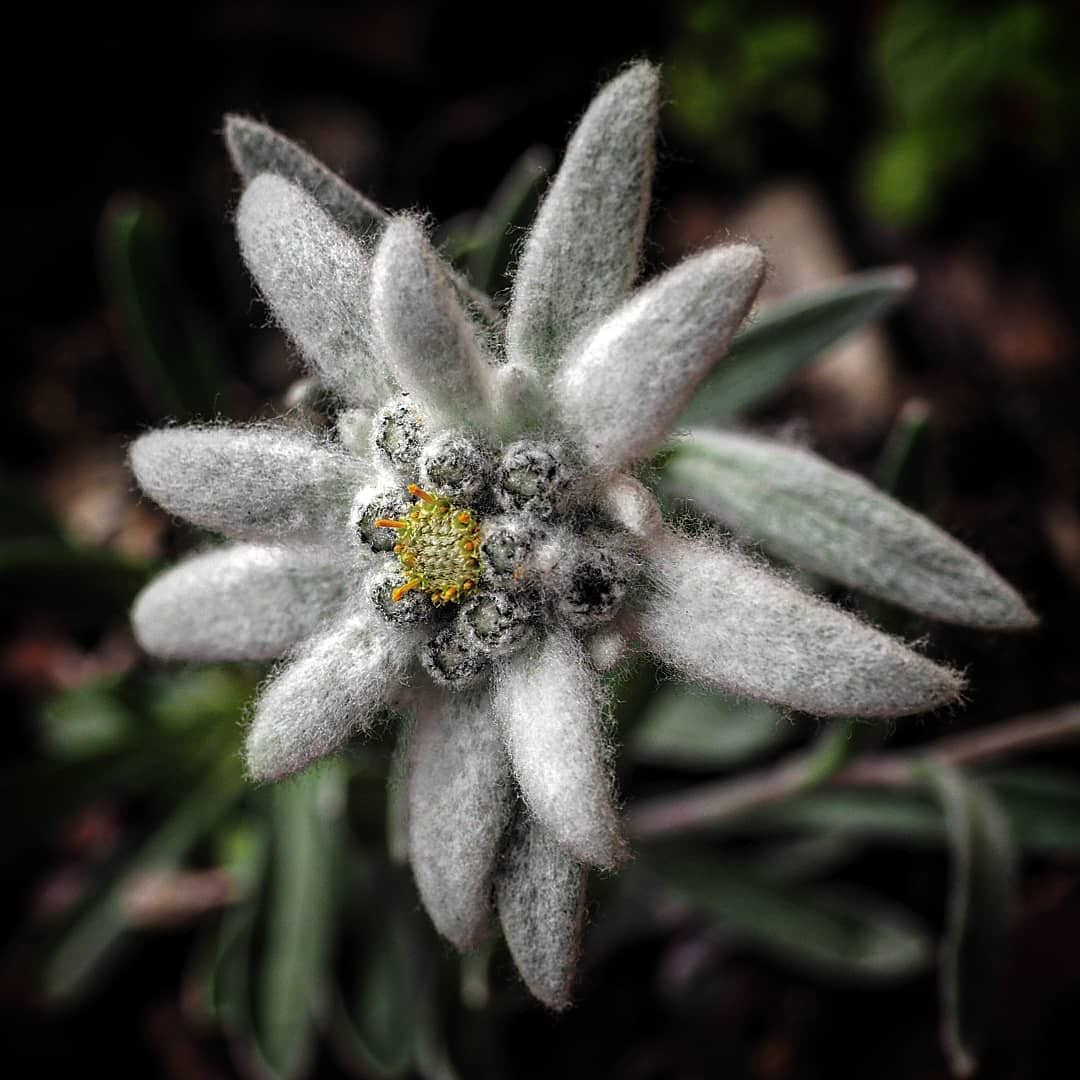 EDELWEISS FLOWER STEM CELL