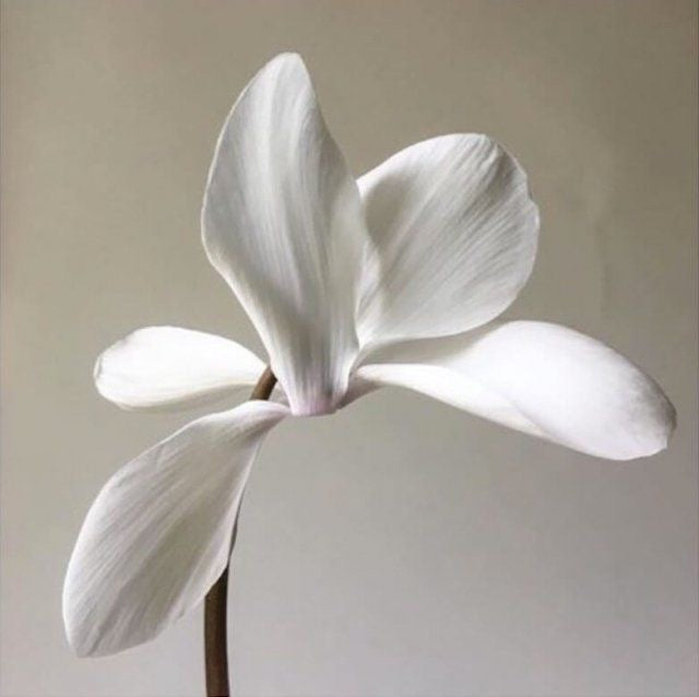 orchistem