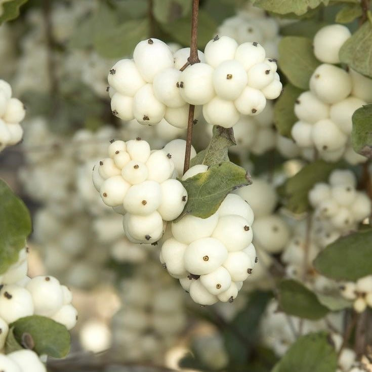 WHITE MULBERRY ROOT