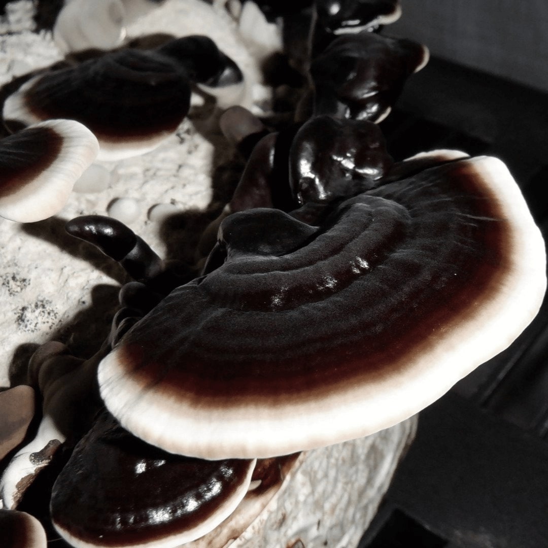 BLACK REISHI
