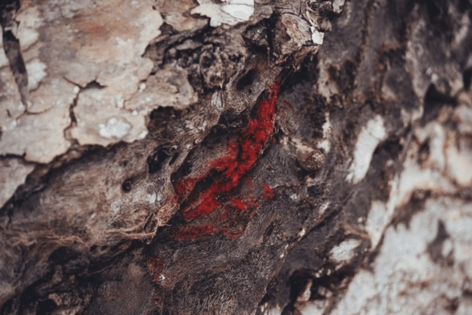 DRAGON’S BLOOD