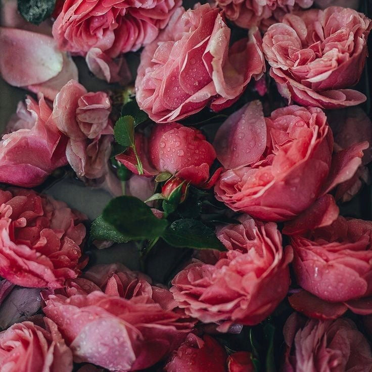Rosa Damascena Flower