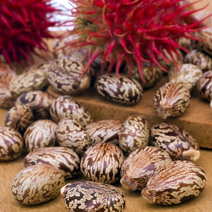 Castor Seed Oil