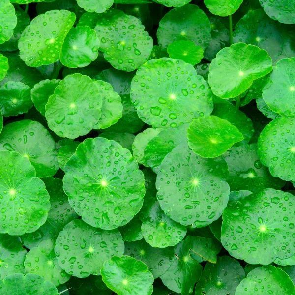 CENTELLA ASIATICA