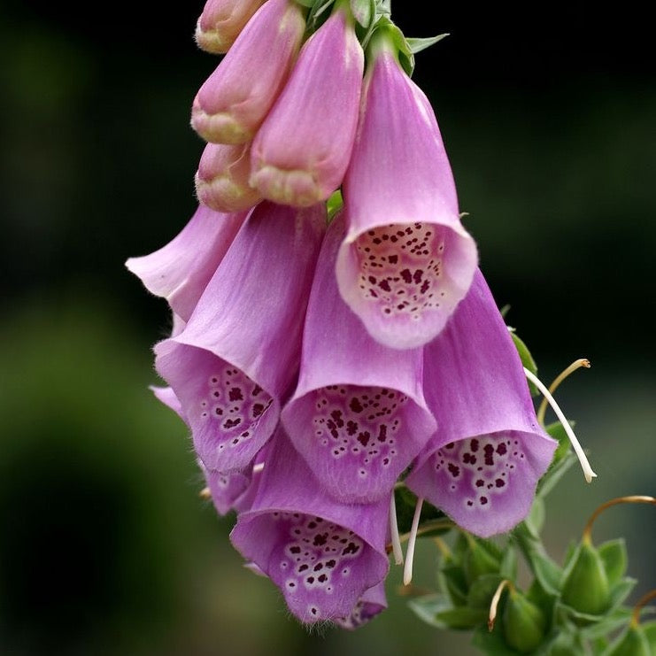 Chinese Foxglove