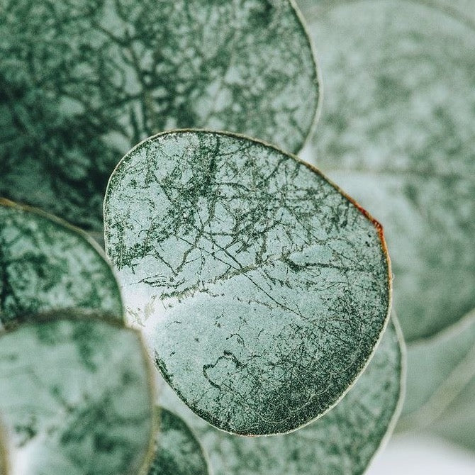 Eucalyptus