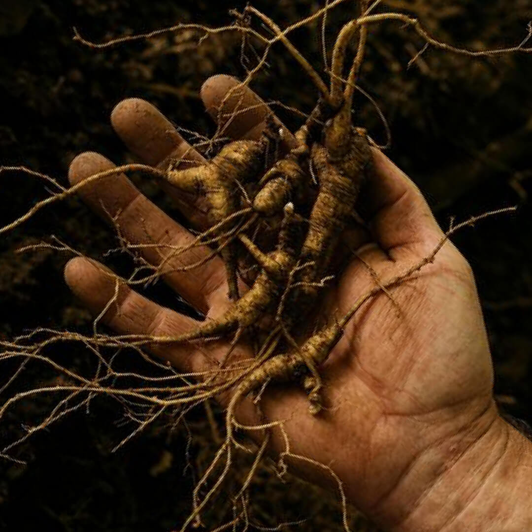 Ginseng