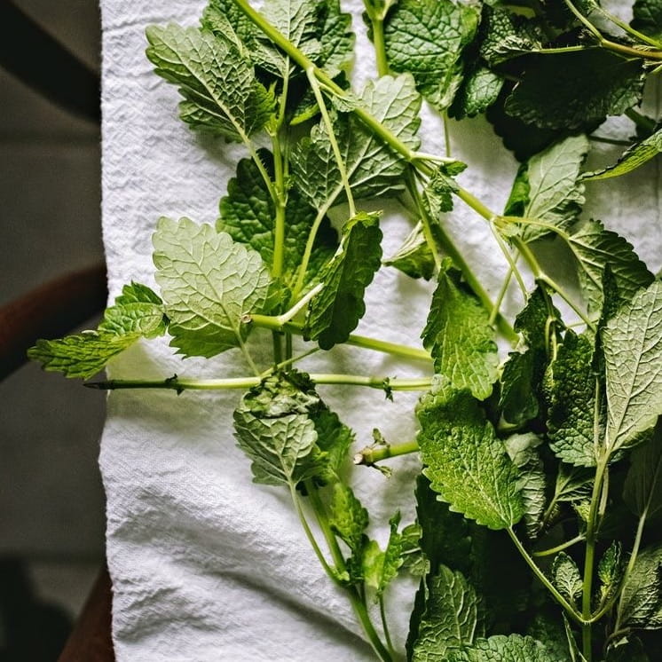 Lemon Balm