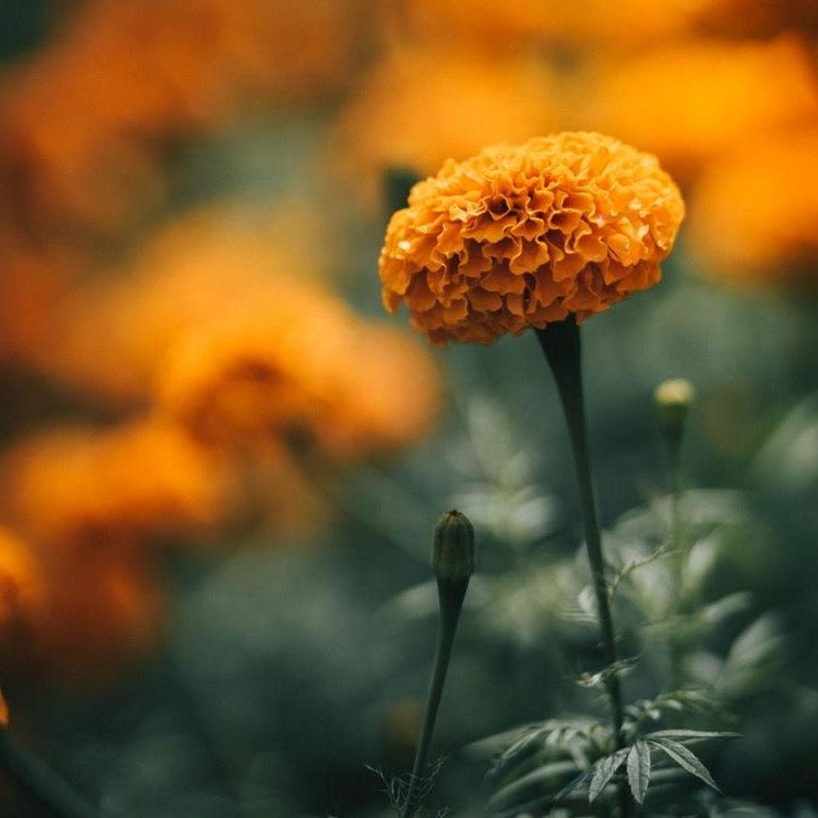 Marigold