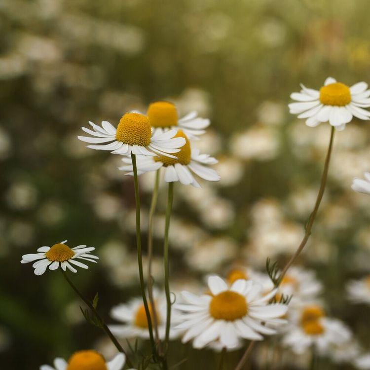 Roman chamomile