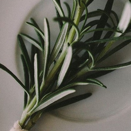 Rosemary Leaf