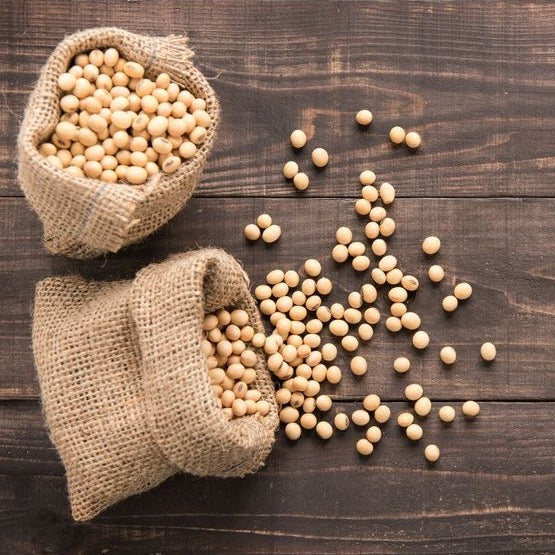 Soybean Seed