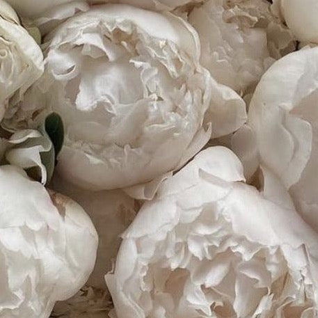 WHITE PEONY