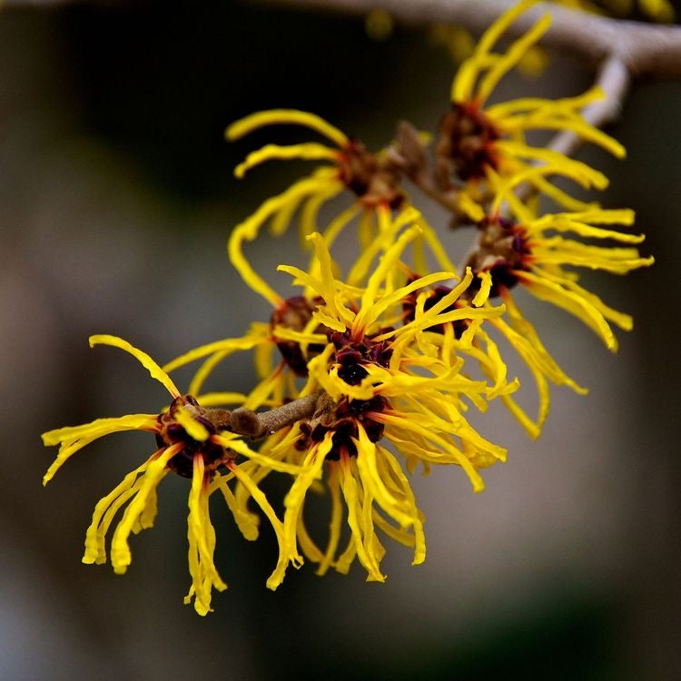 WITCH HAZEL