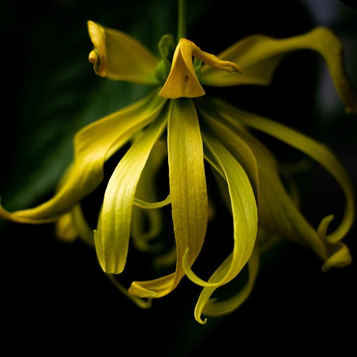 Ylang Ylang Oil