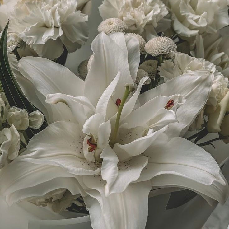 Madonna Lily