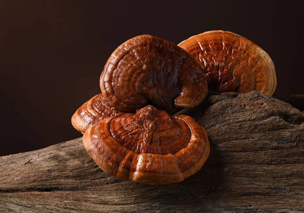 Reishi