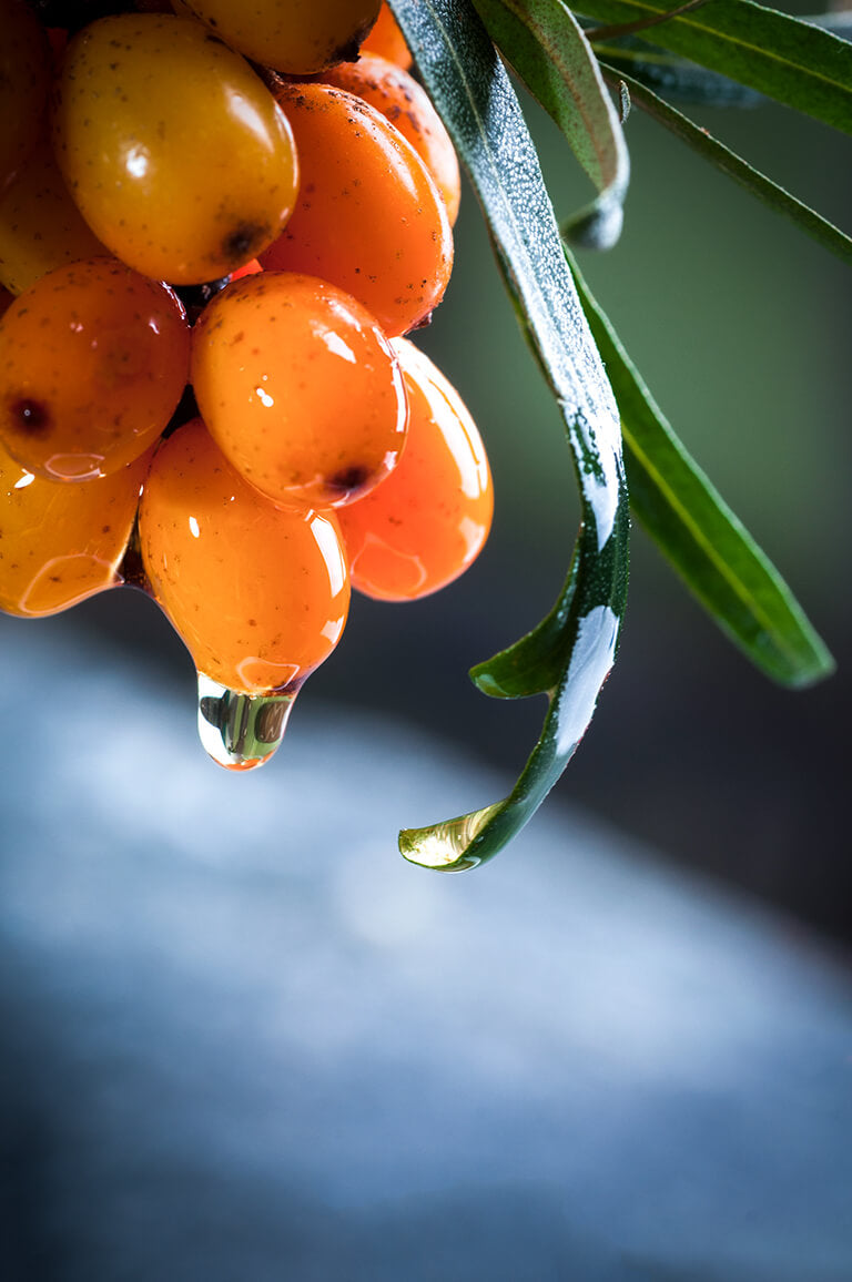 Sea Buckthorn Fruit Oil