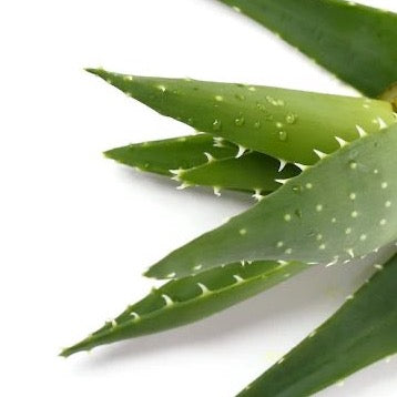 Aloe Barbadensis Leaf