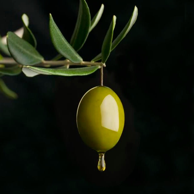 OLIVE FRUIT OIL 橄欖果油